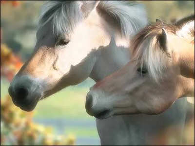 Horse Country Greeting Card Assortment 20 Designs for All Occasions